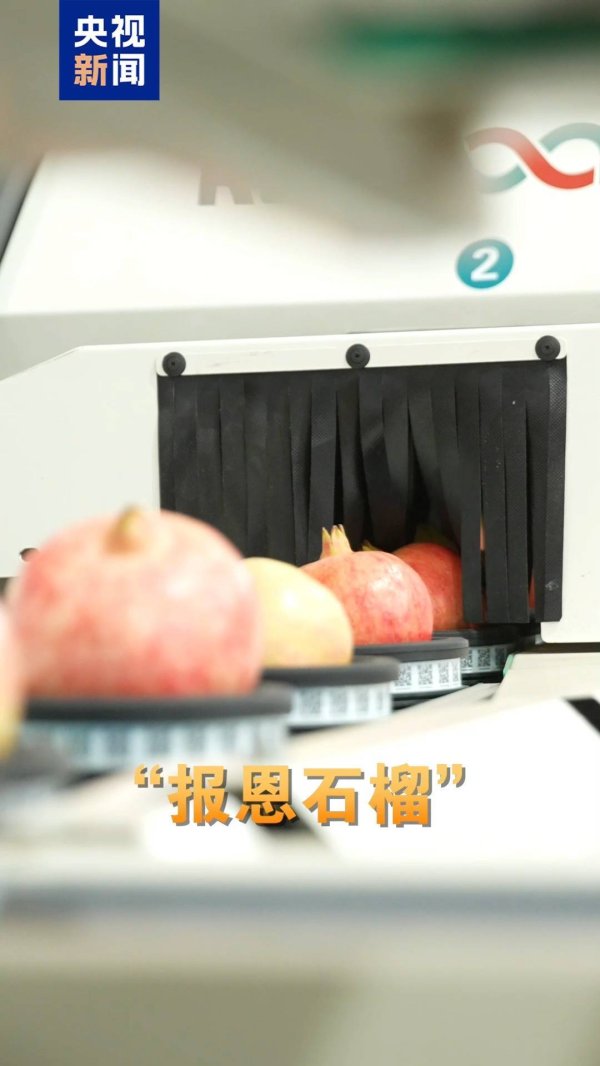 牛势策略 果实饱满、口口爆汁的“报恩石榴”怎么挑？教你三招